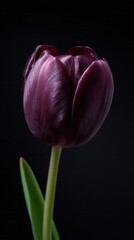 Elegant obsidian tulip, velvet petal whisper, Gothic romance bloom, Secret Garden Day celebration, enchanting floral noir aesthetic