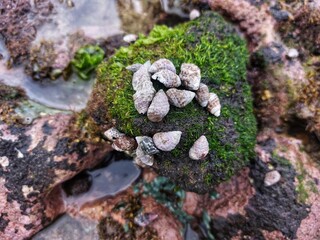 Close-up of small seashells clinging to moss-covered rocks on the shore
