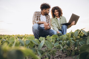 Agronomists analyzing soybean plants with laptop in cultivated field