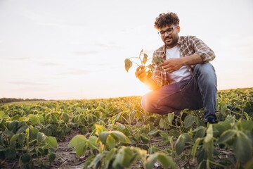 Agronomist inspecting soybean plants at sunset in cultivated field