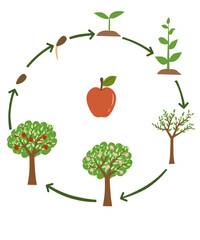 Apple tree life cycle diagram showing stages from seed to fruit. Educational for kids.
