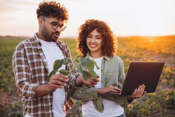 Agronomists examining soybean plant and using laptop in field at sunset