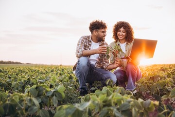 Agronomists examining soybean plant and using laptop in cultivated field at sunset