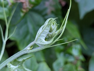 close up of a green leaf bud