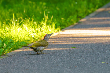 młody dzięcioł zielony na ścieżce w parku (Picus viridis)