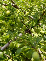 A tree with many green plums hanging from it