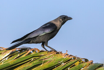 A black bird is perched on a green leaf