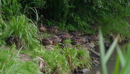Ducks Resting by Riverbank.