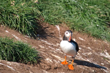 Portrait of Atlantic Puffin standing on the shore