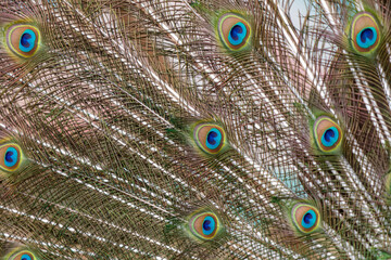 Obraz premium A close up of a peacock's feathers, with the blue