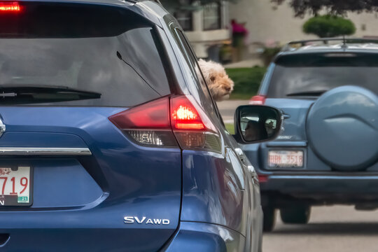 Calgary, Alberta, Canada. Jul 20, 2025. A fluffy dog peeking out of a blue SUV's back window, capturing a moment of canine curiosity on the road.