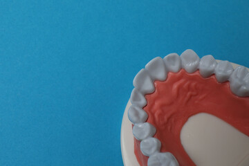 jaw model, toothbrush, dental care tools on blue background