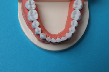 jaw model, toothbrush, dental care tools on blue background