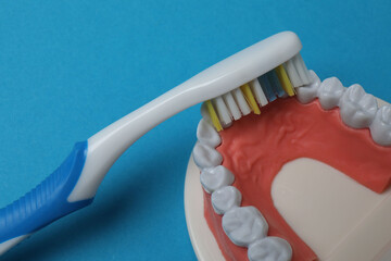 jaw model, toothbrush, dental care tools on blue background