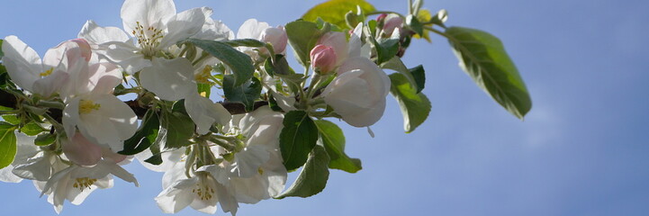 Beautiful and delicate apple flowers in the morning sun close up.  Apple blossom. Spring background.