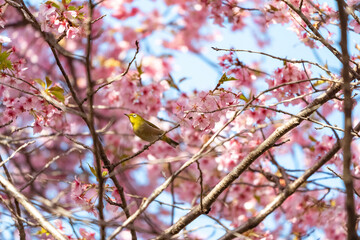 桜の花びらの中で何かを探すメジロ