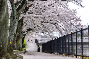 満開の桜の木の下の川沿いの遊歩道