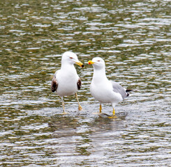 Two seagulls are standing in the water, one of which is looking at the other