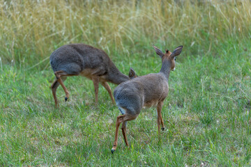 Two Kirk-Dikdiks grazing. Two Kirk-Dikdiks feed quietly in a green field near the edge of tall grass. One lifts its head while the other continues to graze.