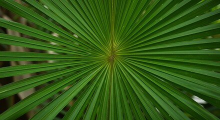 Bright Green Palm Frond Radiating Pattern Tropical Nature