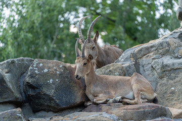 Two Nubian ibexes resting. Two Nubian ibexes lie among boulders, blending into their rocky...