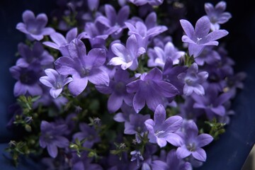 A bouquet of purple flowers in paper