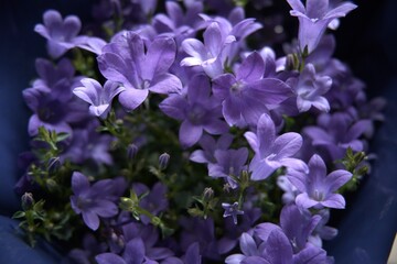 A bouquet of purple flowers in paper