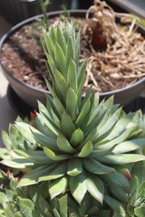 Sempervivum CARMEN Rojnik