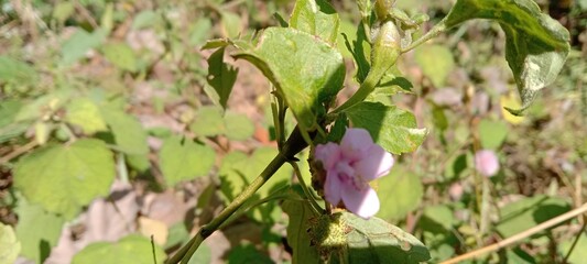 purple flowers in the forest