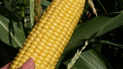 A hand holds and twists a freshly picked ripe corn cob over a corn bed. Growing and harvesting organic corn. Healthy food and natural vegetables.