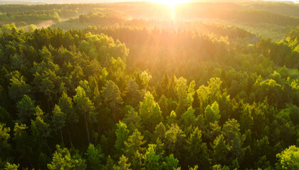 Sunrise over lush green forest.