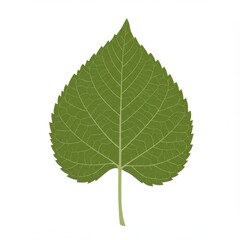 Obraz premium Minimal Green Leaf Icon