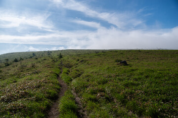 Fototapeta premium 爽やかな朝の高原 霧ヶ峰