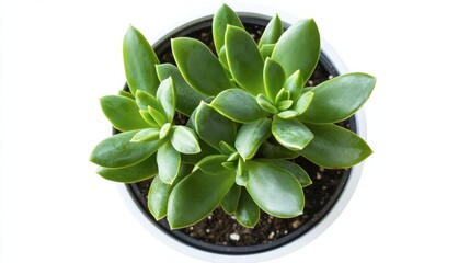 Green Succulent Plant in a White Pot with Soil on White Background