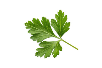 Obraz premium Fresh green parsley leaf isolated on transparent background