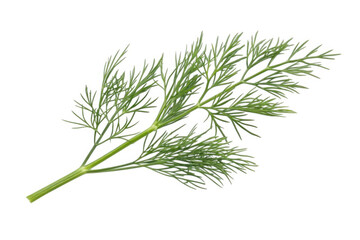 Fototapeta premium Fresh dill herb sprig isolated on transparent background
