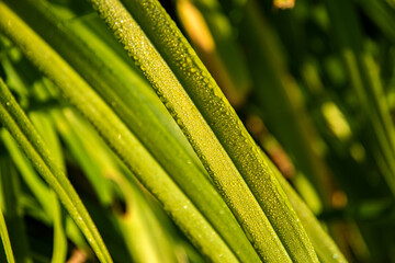 Vibrant daylily leaves adorned with morning dew drops, close-up in soft light