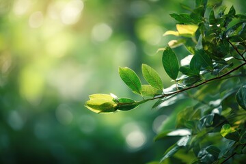 Abstract background of green leaves illuminated by sunlight bokeh in spring or summer