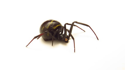 Black widow spider on a white background showcasing its distinctive markings and posture