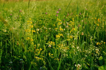 Closeup of galium verum (yellow bedstraw) flowers among grass, clover and galium album on meadow in Transylvania, Romania on summer