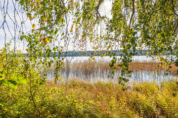 Hanging birch tree branches on a lakeshore a sunny summer day
