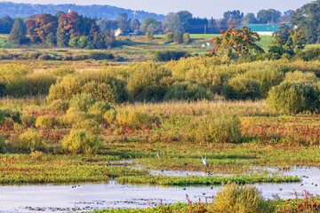 Cranes and a Grey heron in a wetland in autumn landscape view