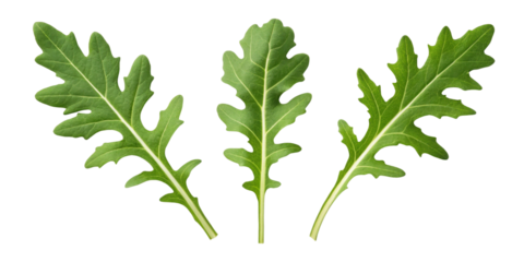 Fresh arugula leaves display vibrant green colors and unique shapes, perfect for salads and garnishes. Their peppery flavor enhances dishes
