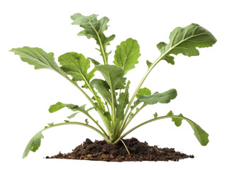 Fresh arugula plant growing in rich soil showcases vibrant green leaves and healthy appearance, perfect for salads and garnishes