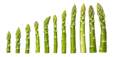 Fresh asparagus spears arranged in gradient display vibrant green colors showcasing their unique shapes and textures