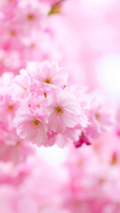 Fototapeta premium Blossom Branch Beauty: Delicate pink cherry blossoms bloom in profusion against a soft, natural backdrop, showcasing nature's ephemeral beauty.