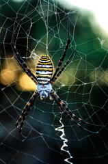 araña de jardín bandeada o araña tigre del genero Argiope