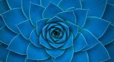 Close-up of a vibrant blue succulent plant rosette