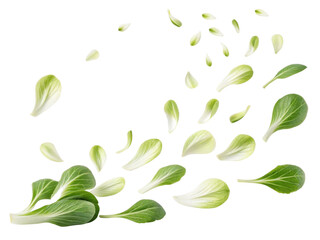Fresh bok choy leaves scattered gracefully create vibrant display of green hues and textures, perfect for culinary inspiration