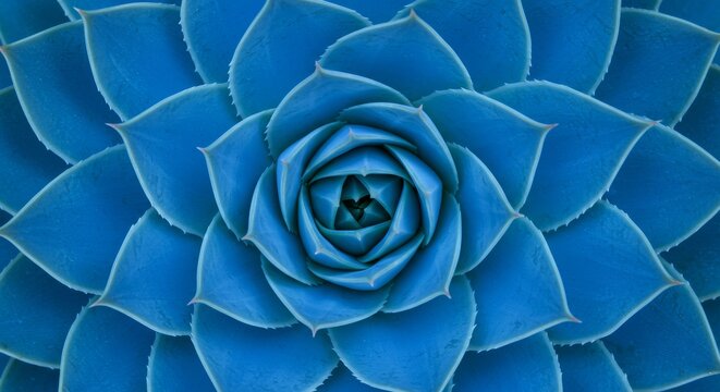 Close-up of a vibrant blue succulent plant rosette